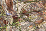 Hairyflower spiderwort